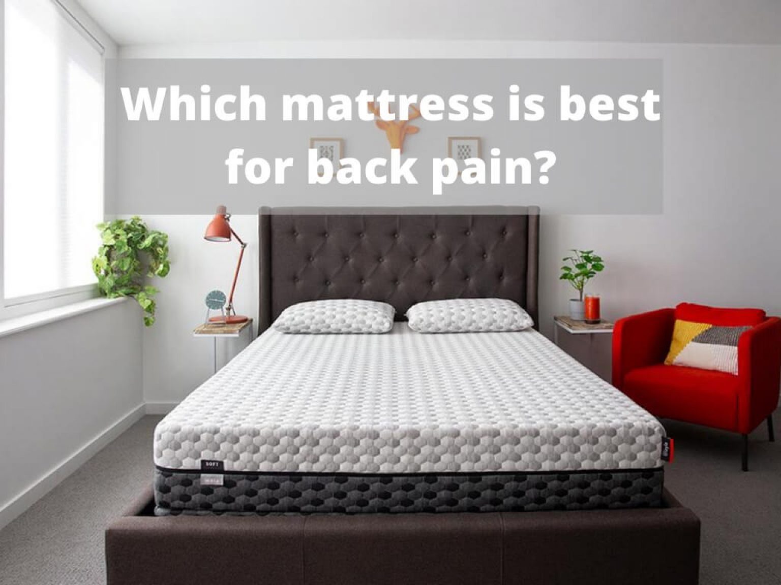 Which Mattress is Best for Back Pain? Robustalive