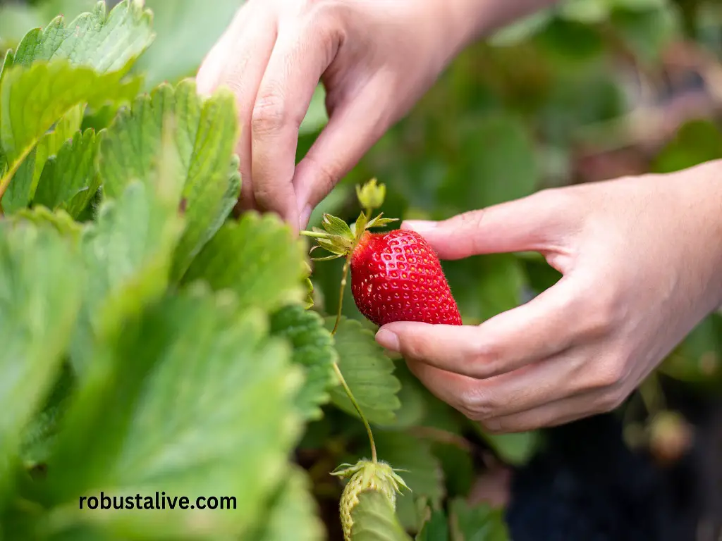 Are strawberries alkaline or acidic