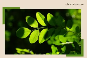 How moringa benefits sleep