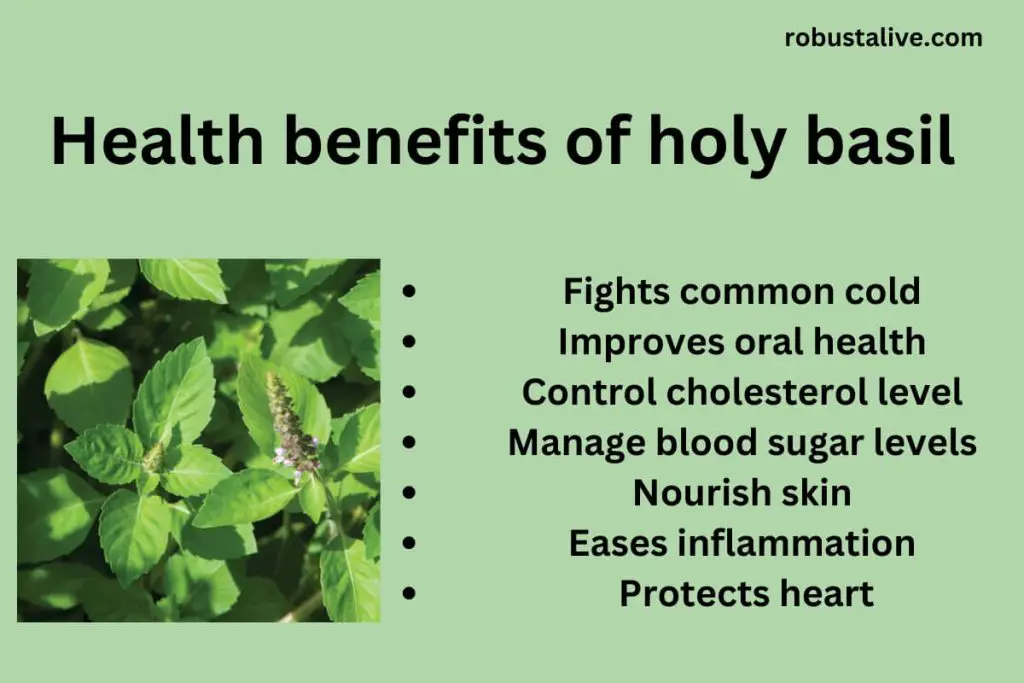 How Much Holy Basil can You Take a Day? Uses and Health Benefits