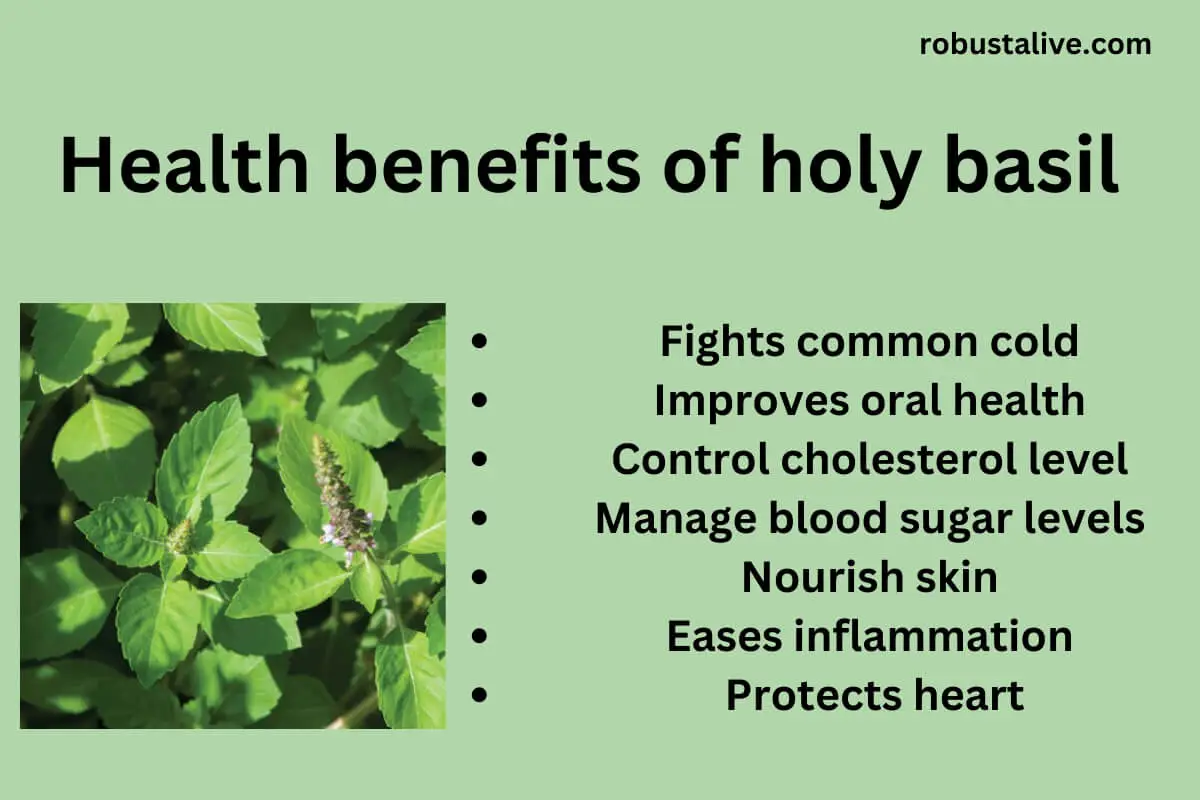 Health benefits of Holy basil