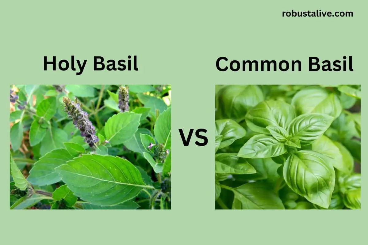 Holy basil vs. basil