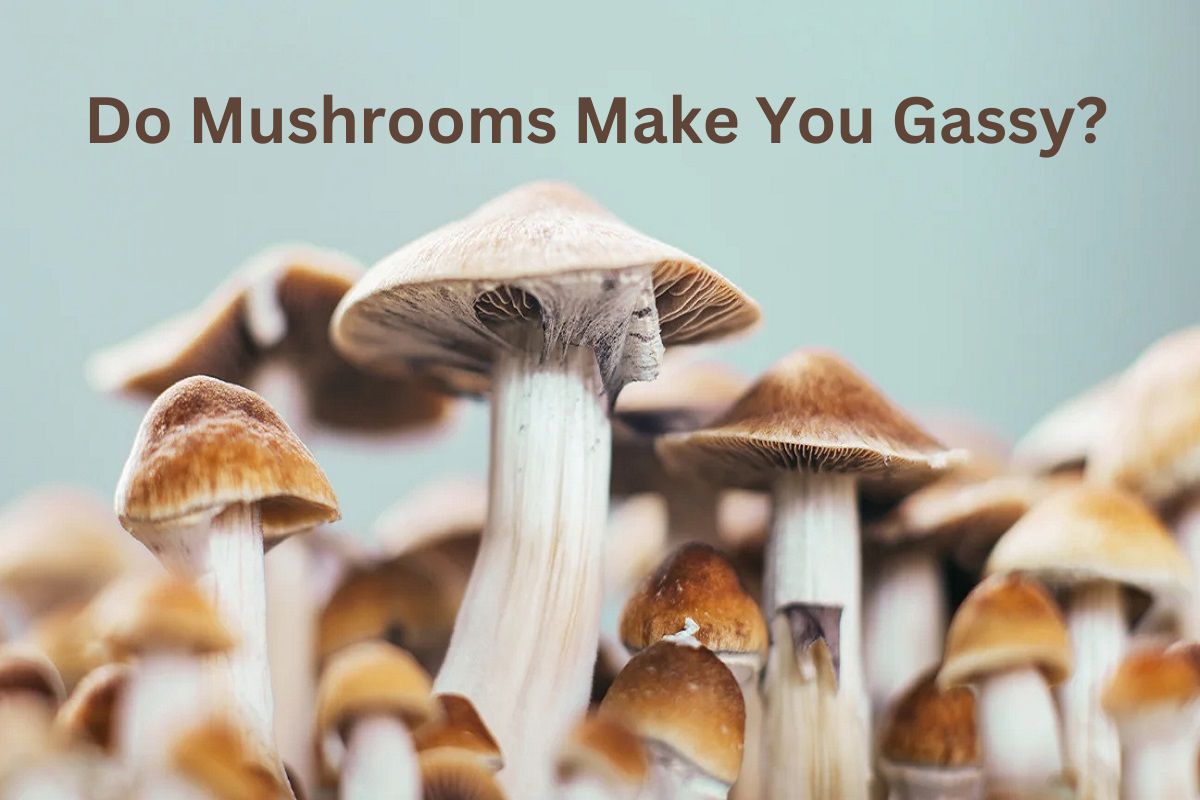 Do Mushrooms Make You Gassy