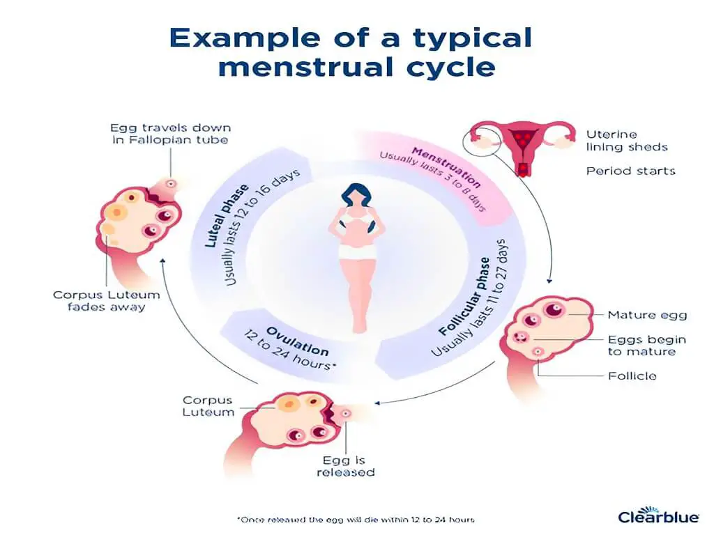 Does Late Ovulation Mean Late Period