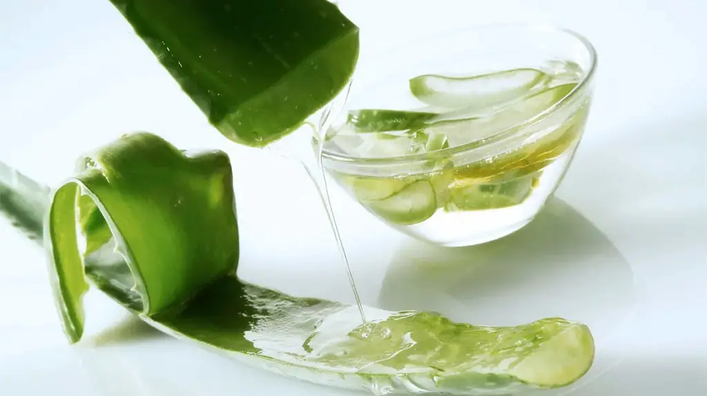 How To Preserve And Store Aloe Vera Gel