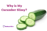 Why is My Cucumber Slimy?